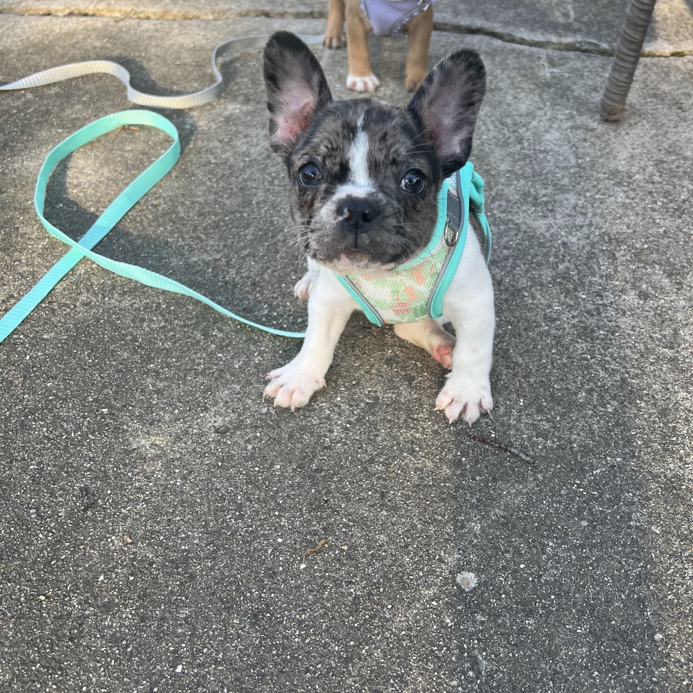 Adorable French Bulldog Puppy with Teal Harness